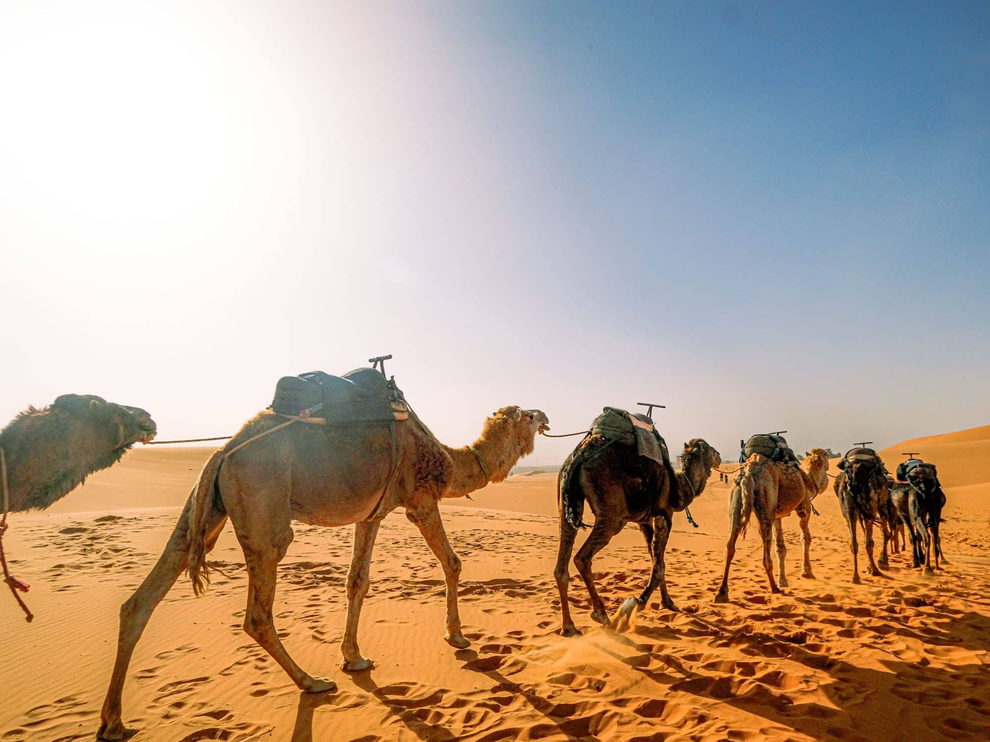 A camel caravan crossing the dunes